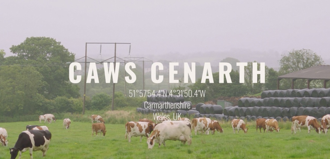 Dairy cows in a Carmarthenshire field from the short film This Is Dire Times